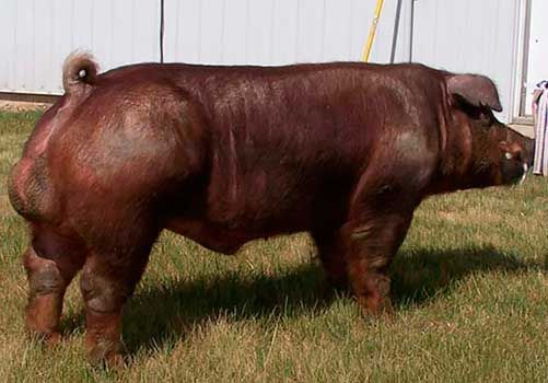 Duroc Jersey