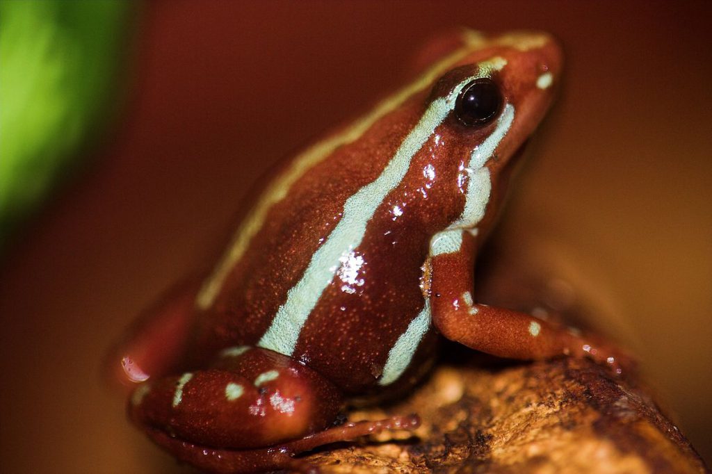 Epipedobates Tricolor