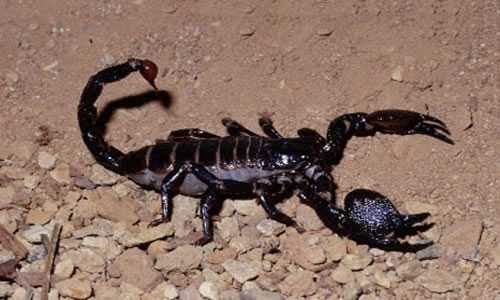 Escorpião Preto da Amazônia