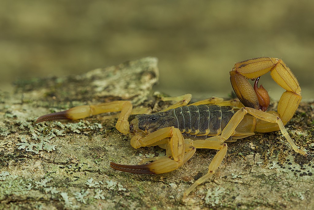 Escorpião do Deserto Andando na Terra