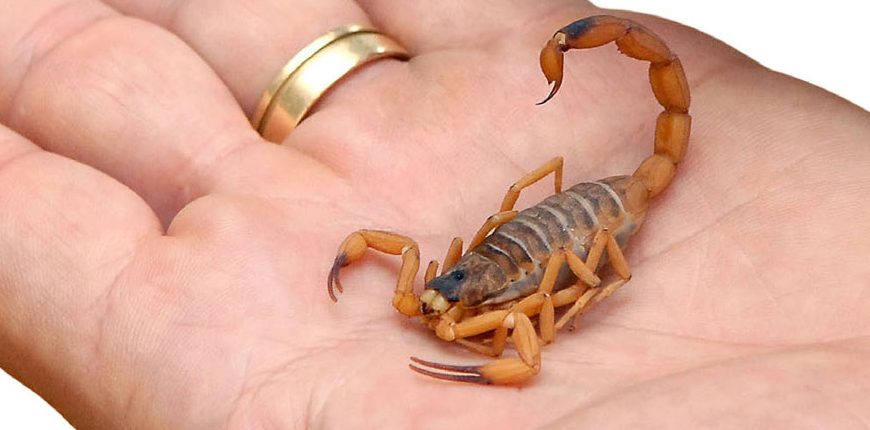 Escorpião do Deserto na Mão de um Homem