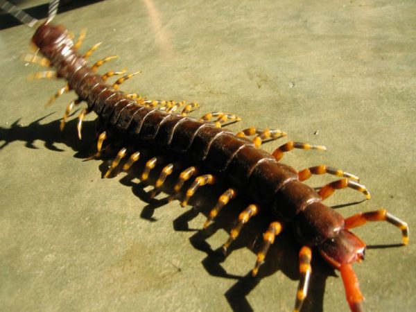 Curiosidades Sobre as Centopeias