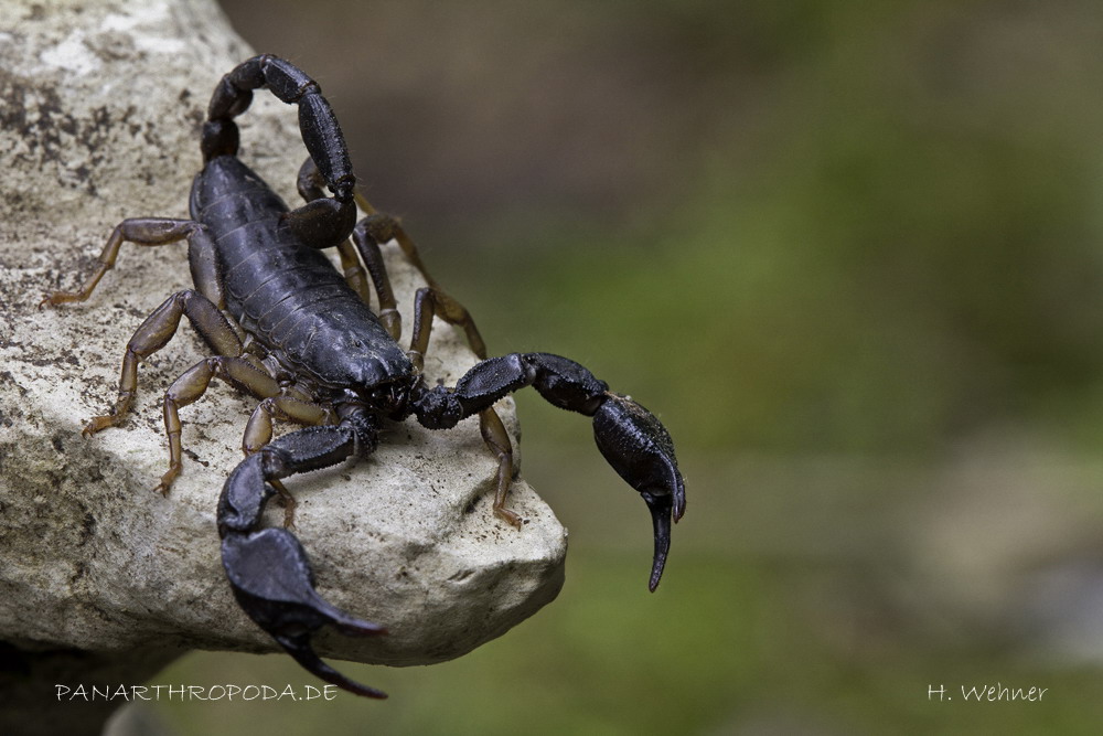 Euscorpius Alpha