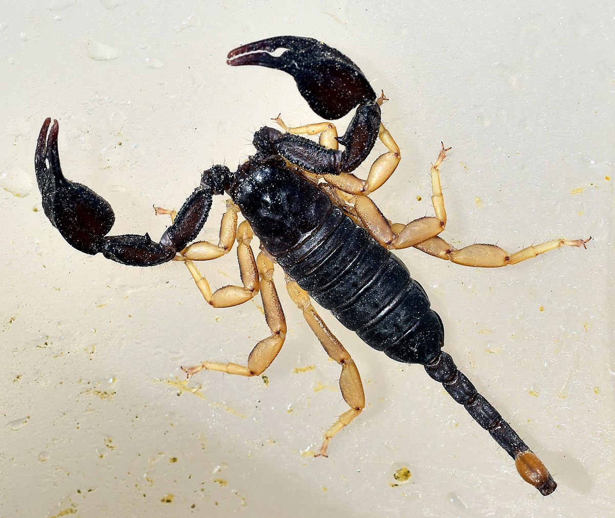 Euscorpius Flavicaudis