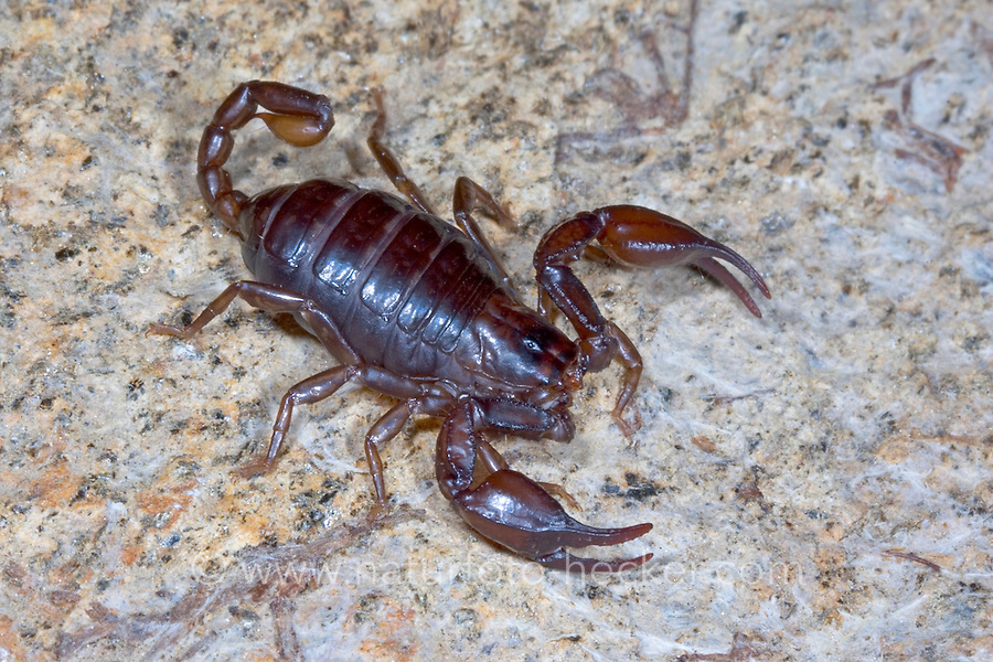 Euscorpius Germanus