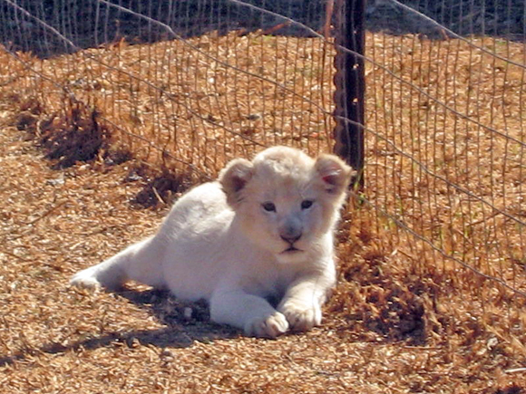 Filhote de Leão Branco 