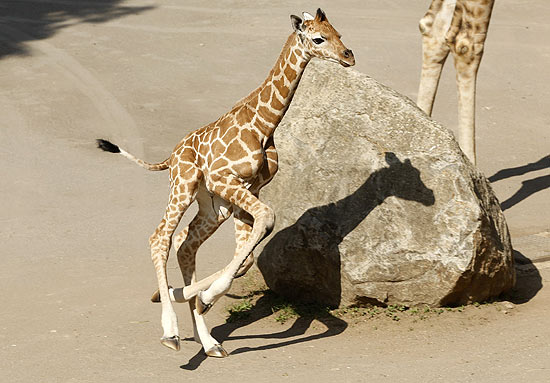 Filhotes de Girafa Correndo 