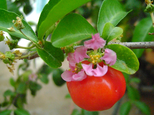 Flores da Acerola 