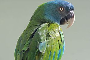 Maracanã-de-Cabeça-Azul: Características e Fotos