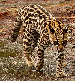 Gato-Maracajá vs Gato-do-Mato: Diferenças e Semelhanças