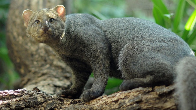 Gato Mourisco Está em Extinção?