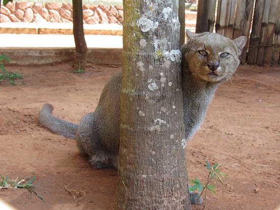 Gato Mourisco Atrás da Árvore 