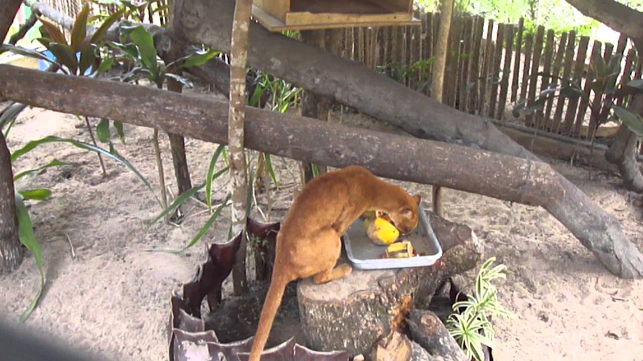 Gato Mourisco Comendo Fruta