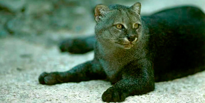 Gato Mourisco no Rio Grande do Sul e no Brasil