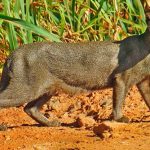 Gato Mourisco e a Coloração de Cada