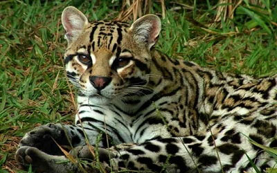 Gato do Mato