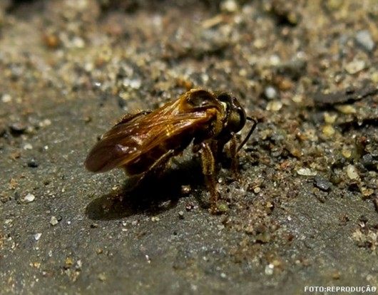 Geotrigona Mombuca