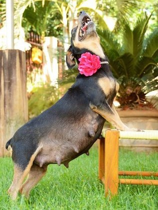 Reprodução do Cachorro: Filhotes e Tempo de Gestação