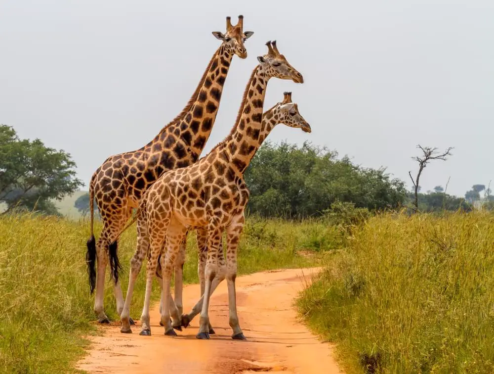 Girafa Sul Africana