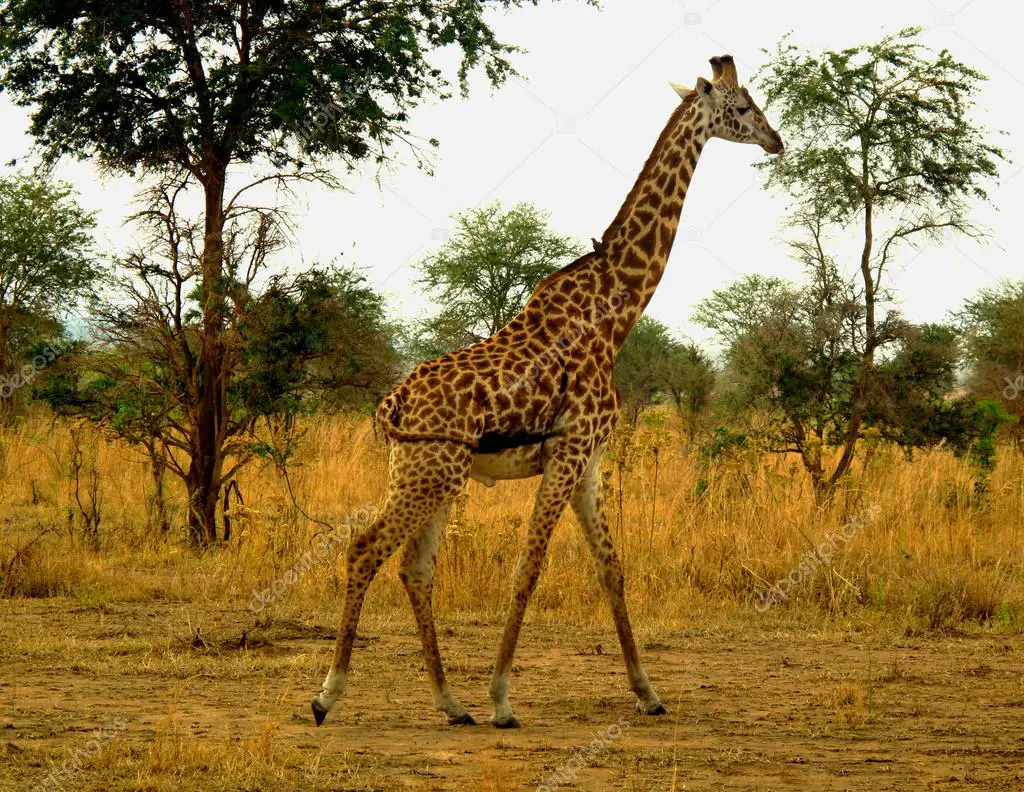 Girafa de Rothschild