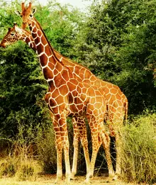 Giraffa Reticulada