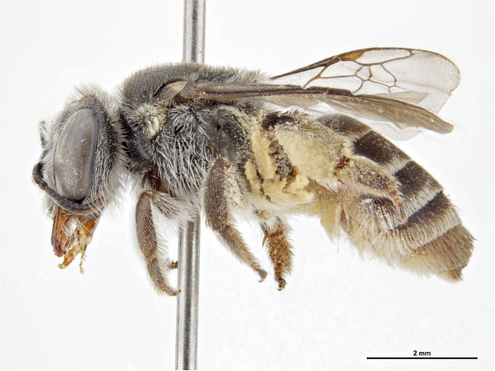 Glossurocolletes