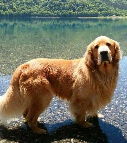 Golden Retriever