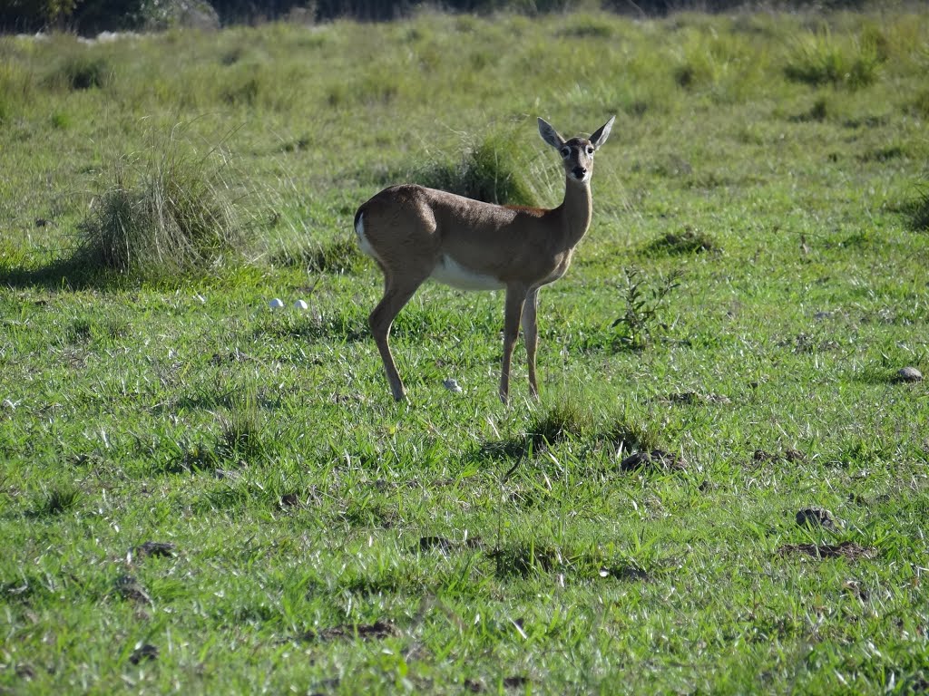 Guaçucatinga