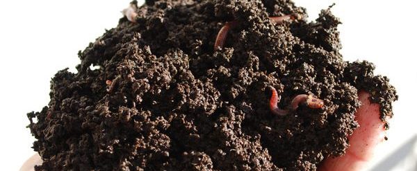 Tudo Sobre Solo Humífero – Mundo Ecologia