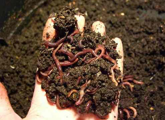 Tudo Sobre Solo Humífero – Mundo Ecologia