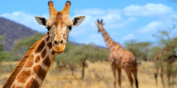 Nome Científico da Girafa e Classificações Inferiores