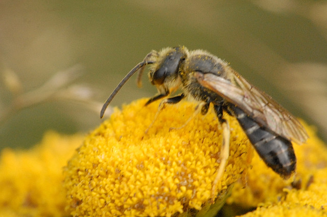 Halictus 