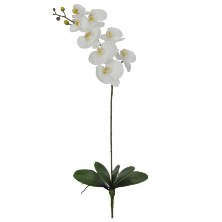 Haste de Orquídea
