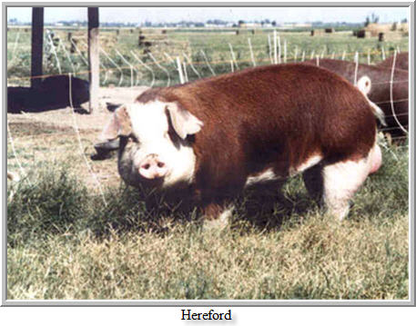 Hereford