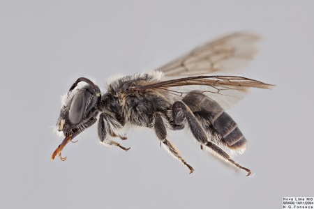 Hesperocolletes Douglasi 