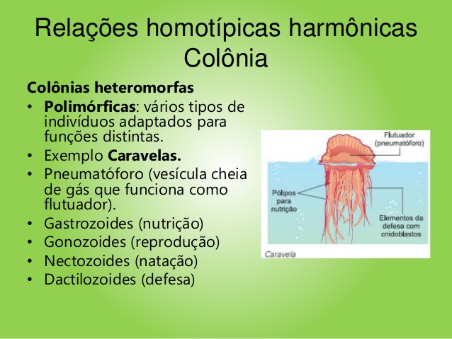 Homotípicas 