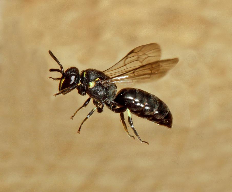 Hylaeus