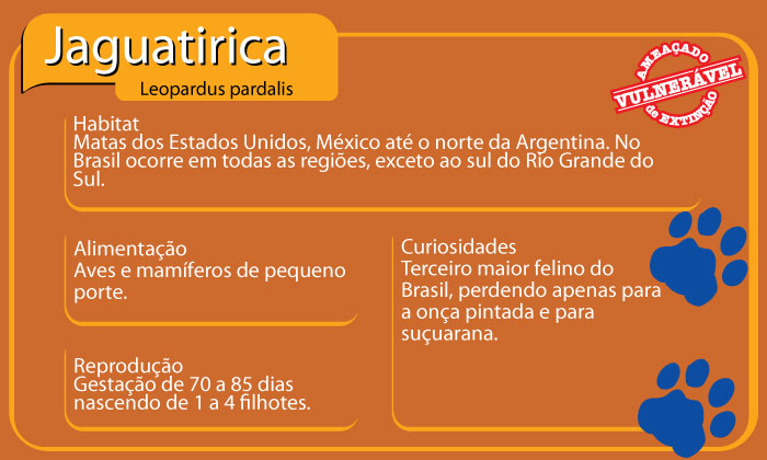 Informações Sobre a Jaguatirica