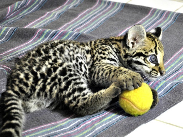 Jaguatirica Brincando Com Bola