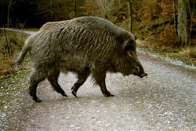 Javali Gigante EUA