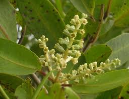 Laguncularia Racemosa