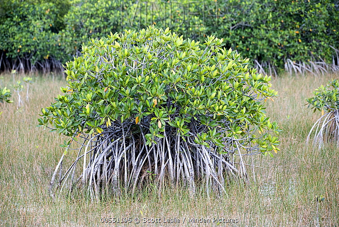 Laguncularia Racemosa