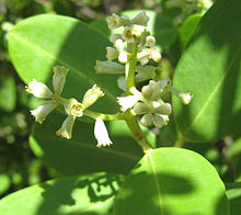 Laguncularia Racemosa