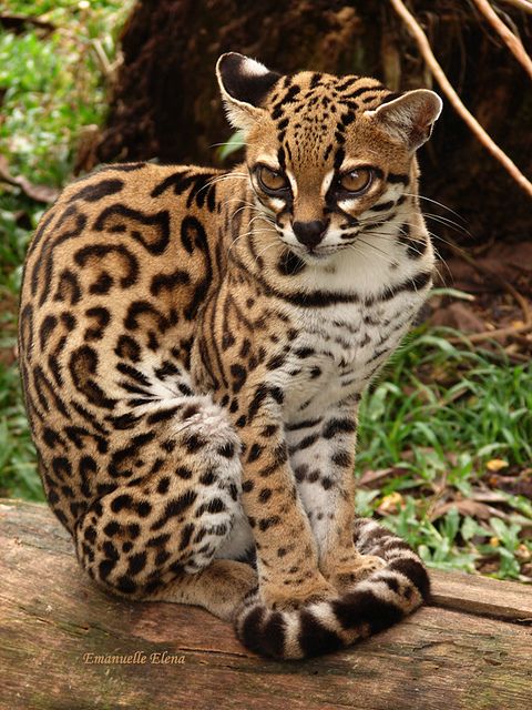 Leopardus Wiedii Amazonica