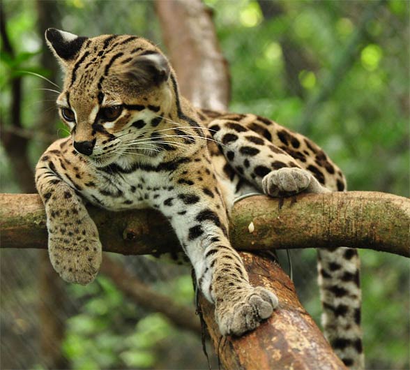 Leopardus Wiedii Cooperi