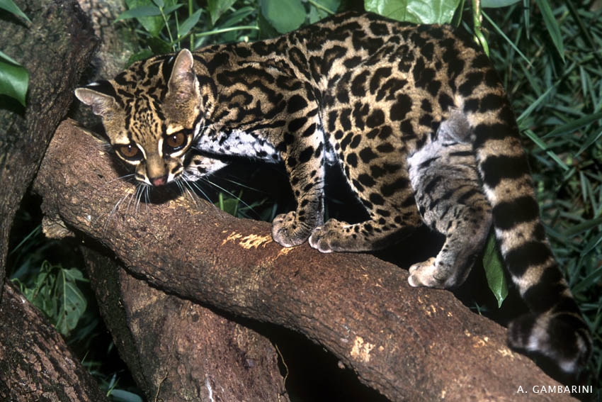 Leopardus Wiedii Glaucula