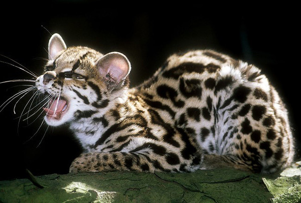 Leopardus Wiedii Oaxacae