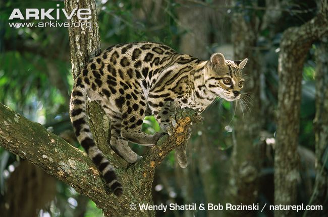 Leopardus Wiedii Pirrensis