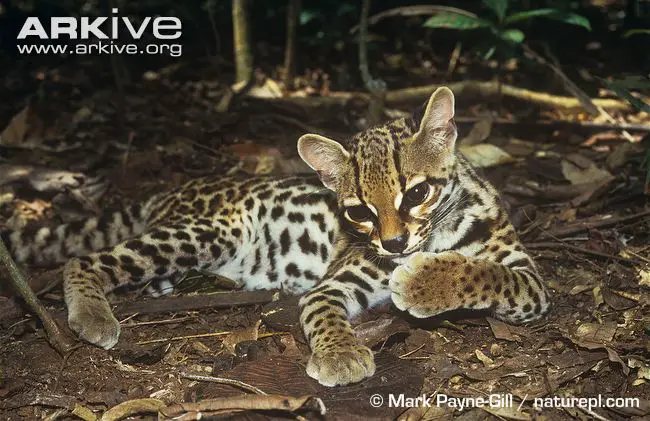 Leopardus Wiedii Salvinia