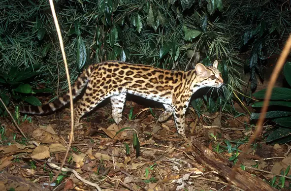 Leopardus Wiedii Wiedii